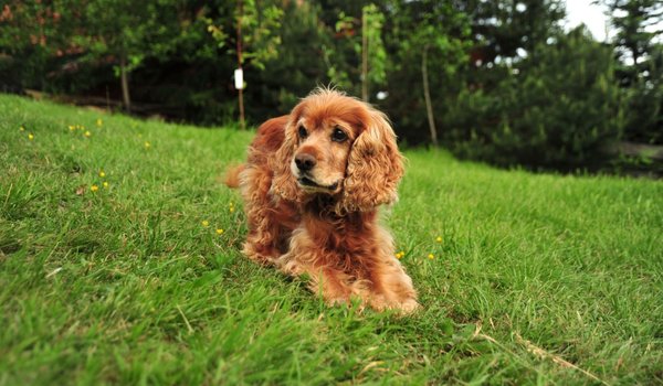 How to Verify a Gundog Is Health Tested in the UK A Complete Buyer’s Guide - Gun Dog Blog