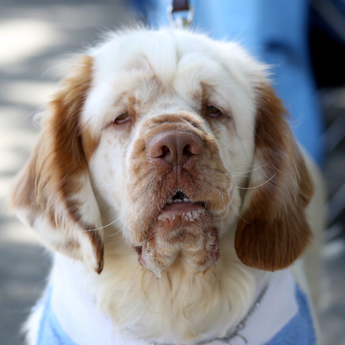Clumber Spaniel