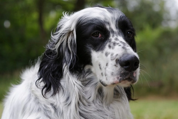English Setter