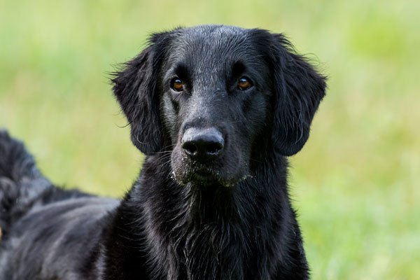 Flat Coated Retriever