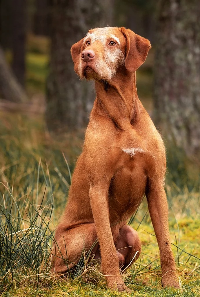 Hungarian Wirehired Vizsla