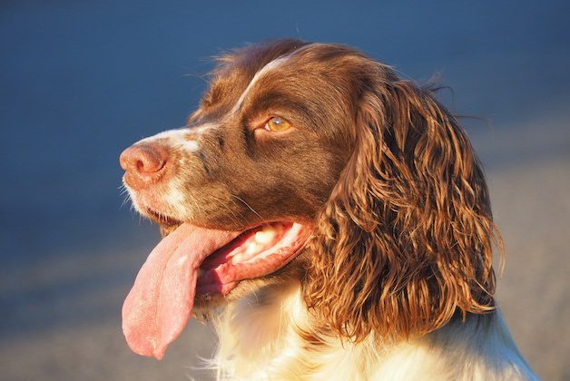 Springer Spaniel