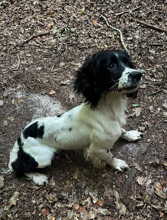 KC Ess Bitch Just Over 2 Years