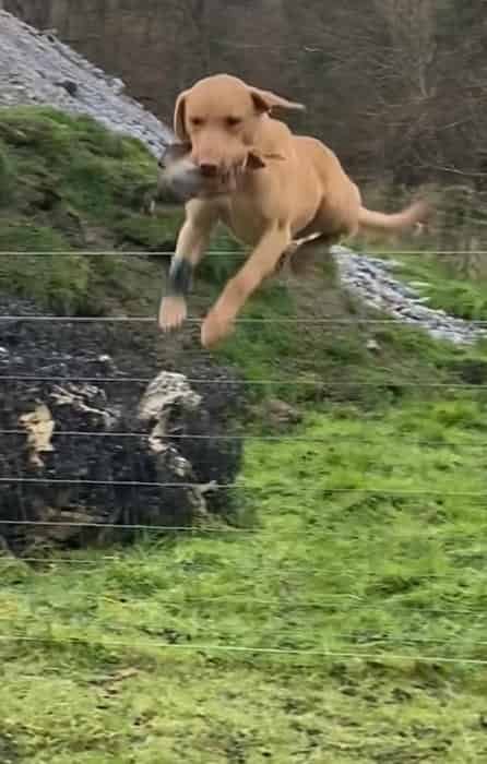 FTW Ythanvale Tswana of Strathieburn