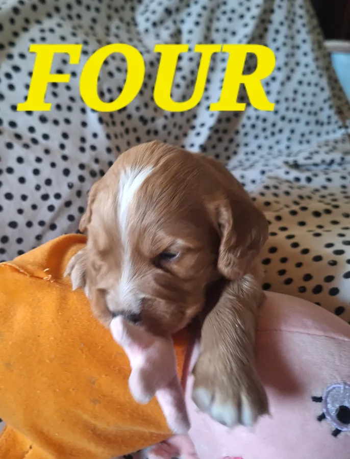 Working Cocker Spaniel Puppies KC Registraterd