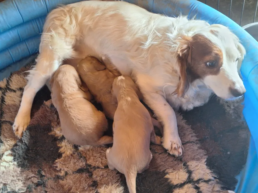 Working Cocker Spaniel Puppies KC Registraterd