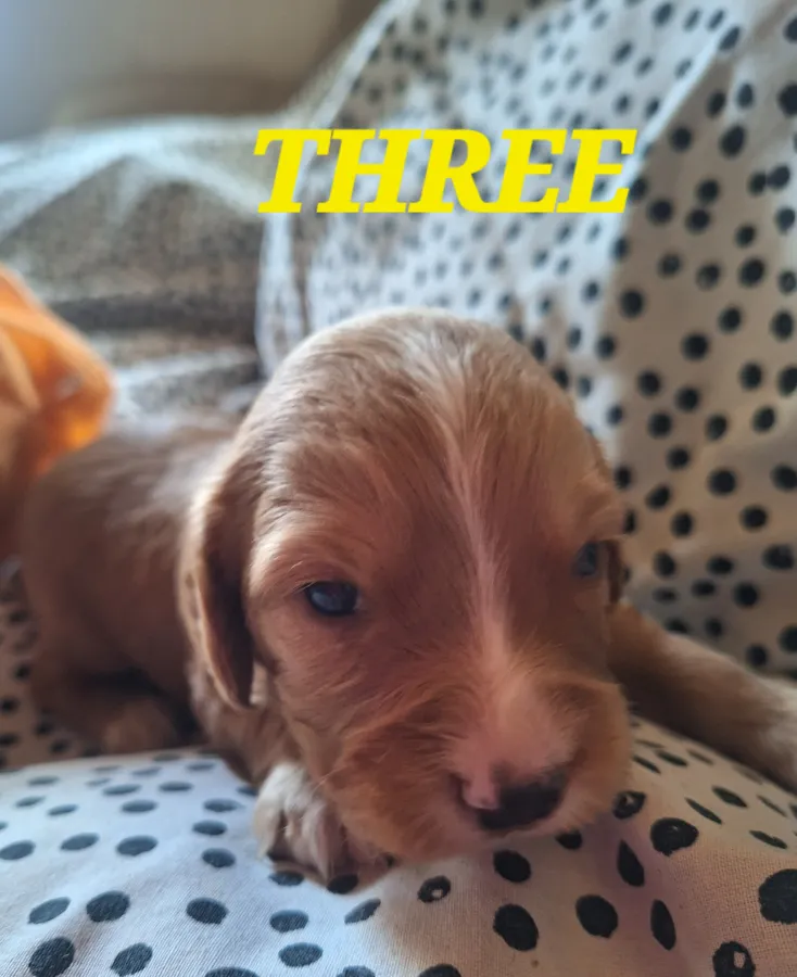 Working Cocker Spaniel Puppies KC Registraterd