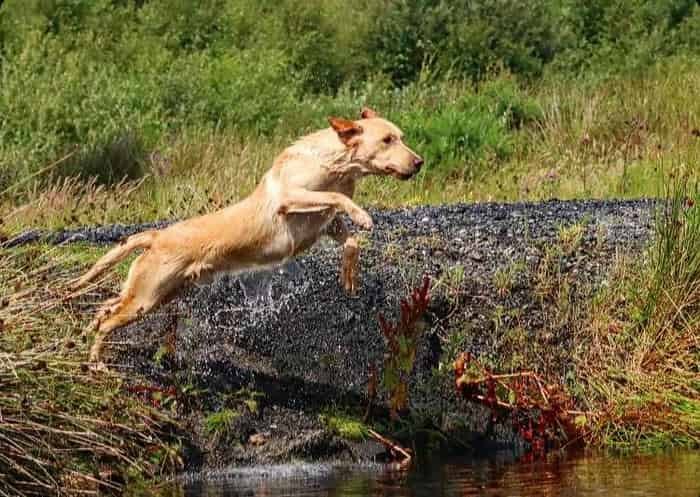 FTW Ythanvale Tswana of Strathieburn