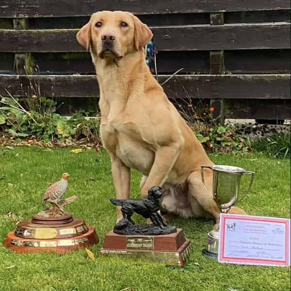 FTW Ythanvale Tswana of Strathieburn