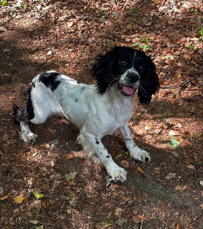 KC Ess Bitch Just Over 2 Years