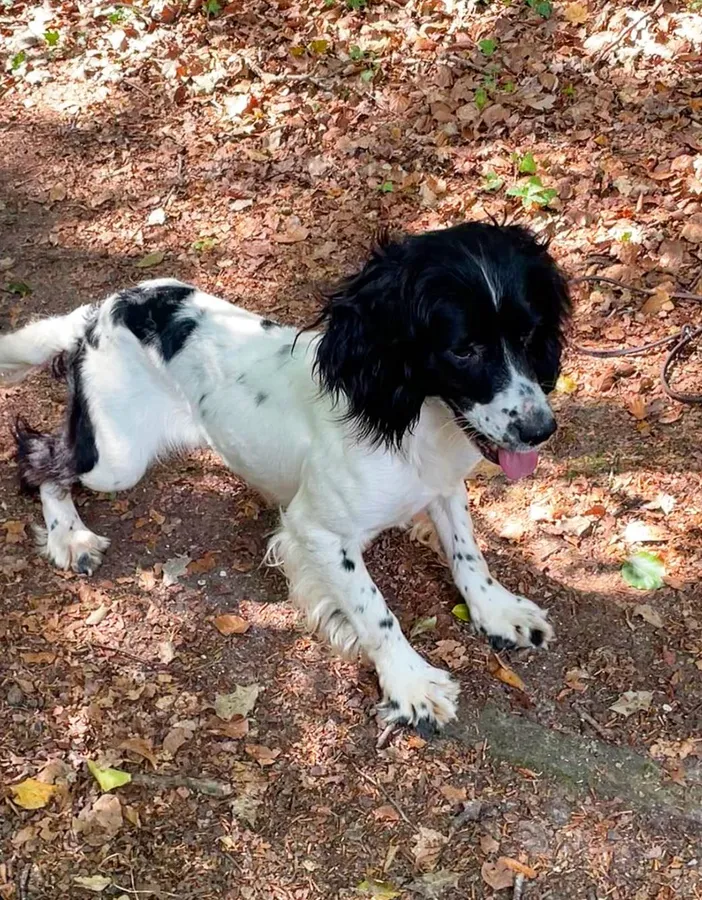 KC Ess Bitch Just Over 2 Years