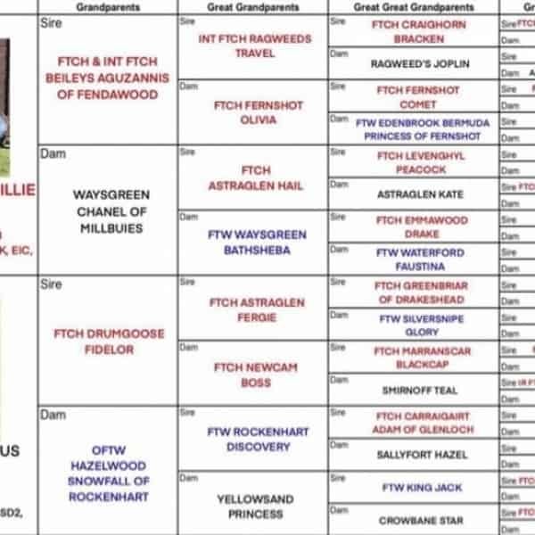 FTW Ythanvale Tswana of Strathieburn