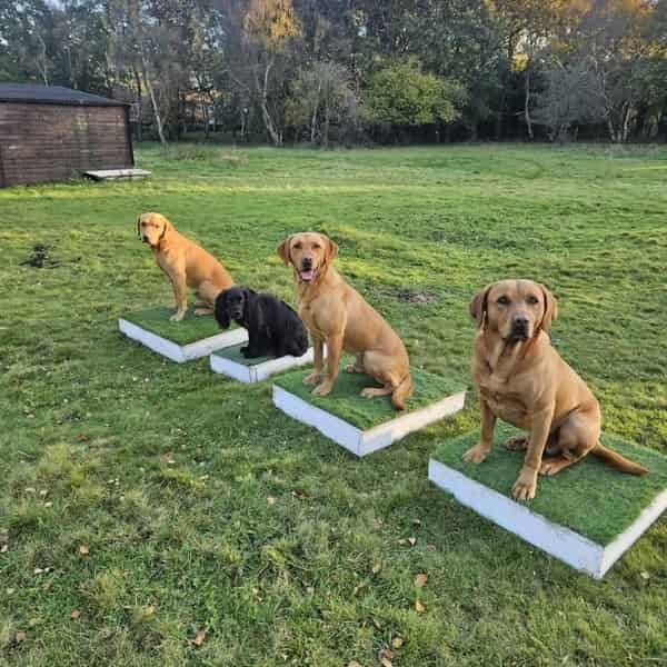 Fox Red Labrador At Stud