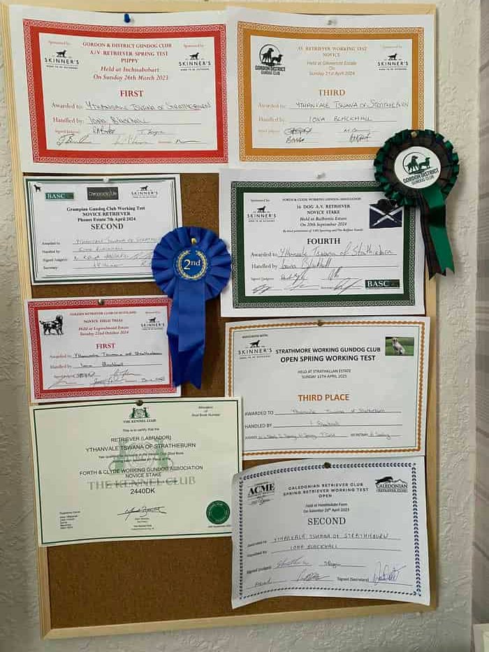 FTW Ythanvale Tswana of Strathieburn