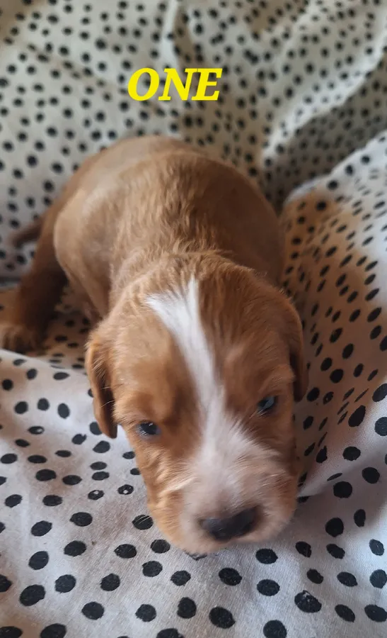 Working Cocker Spaniel Puppies KC Registraterd