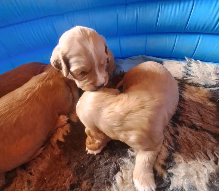 Working Cocker Spaniel Puppies KC Registraterd