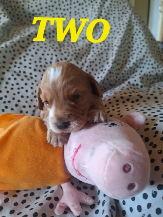 Working Cocker Spaniel Puppies KC Registraterd