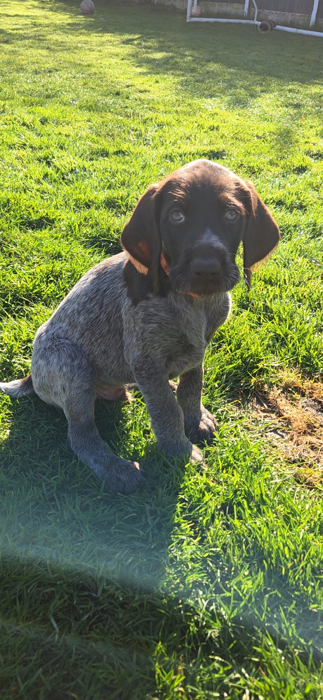 GWP German Wirehaired Puppies