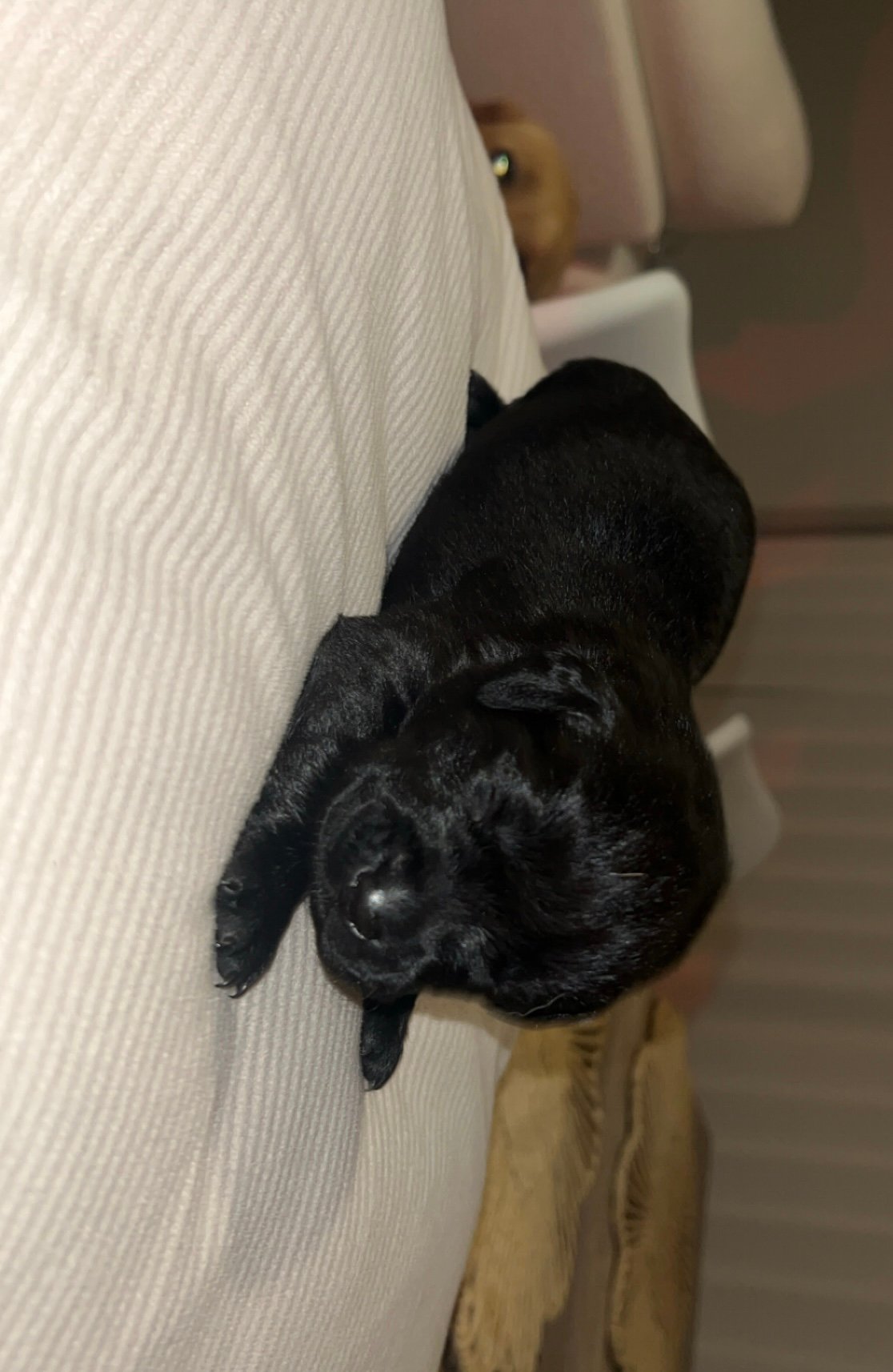 Gorgeous Labrador Puppies For Sale