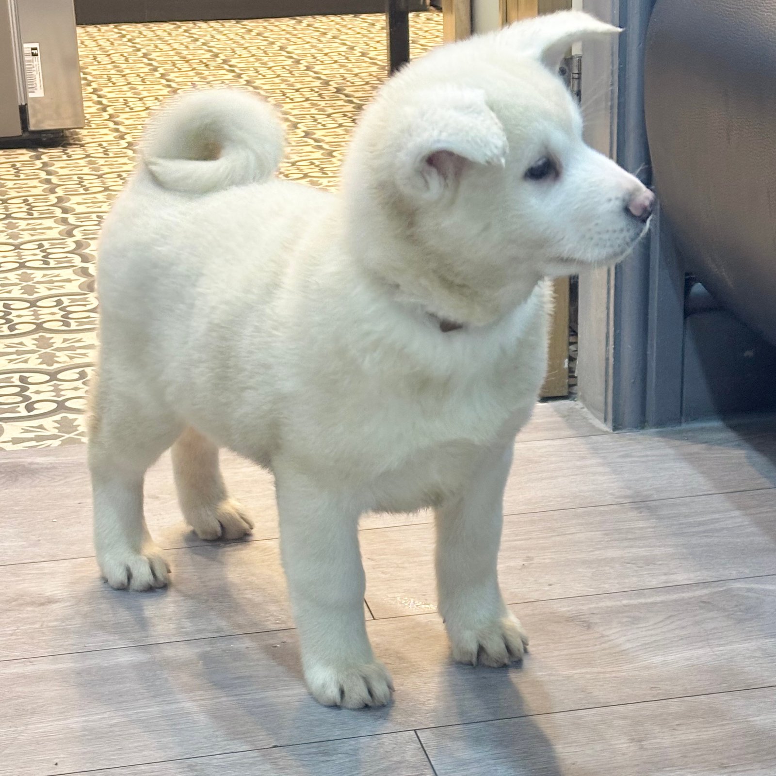 Japanese Akita Inu Puppies