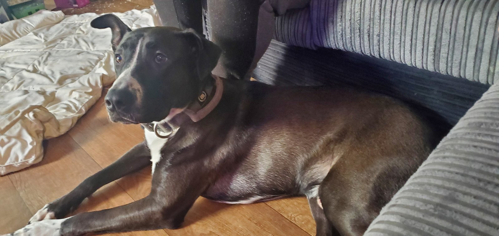 Affectionate 23 Month Old Male Dog Great With Kids