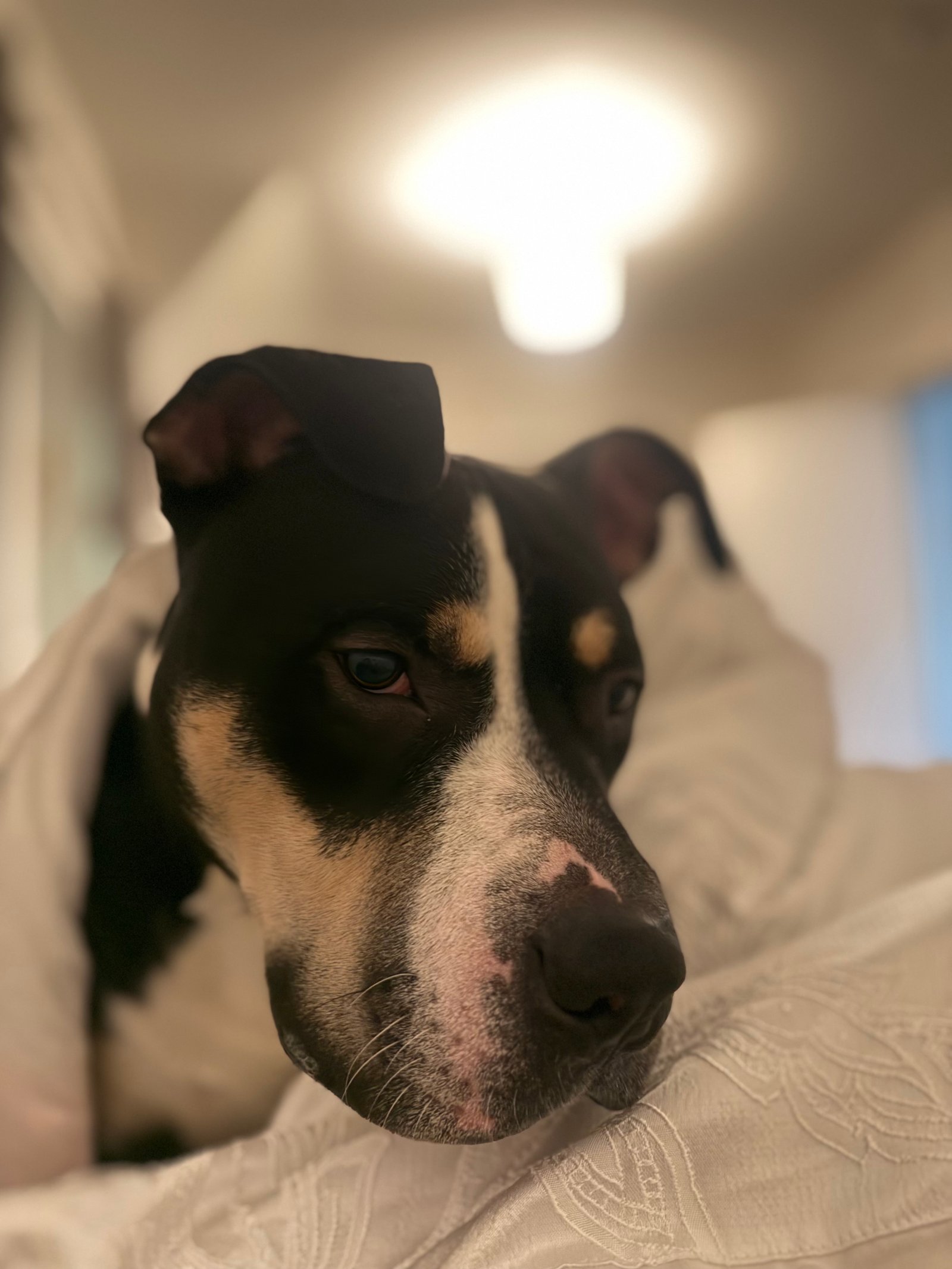 Young Bullmastiff Staffy Cross Looking for a Loving Home