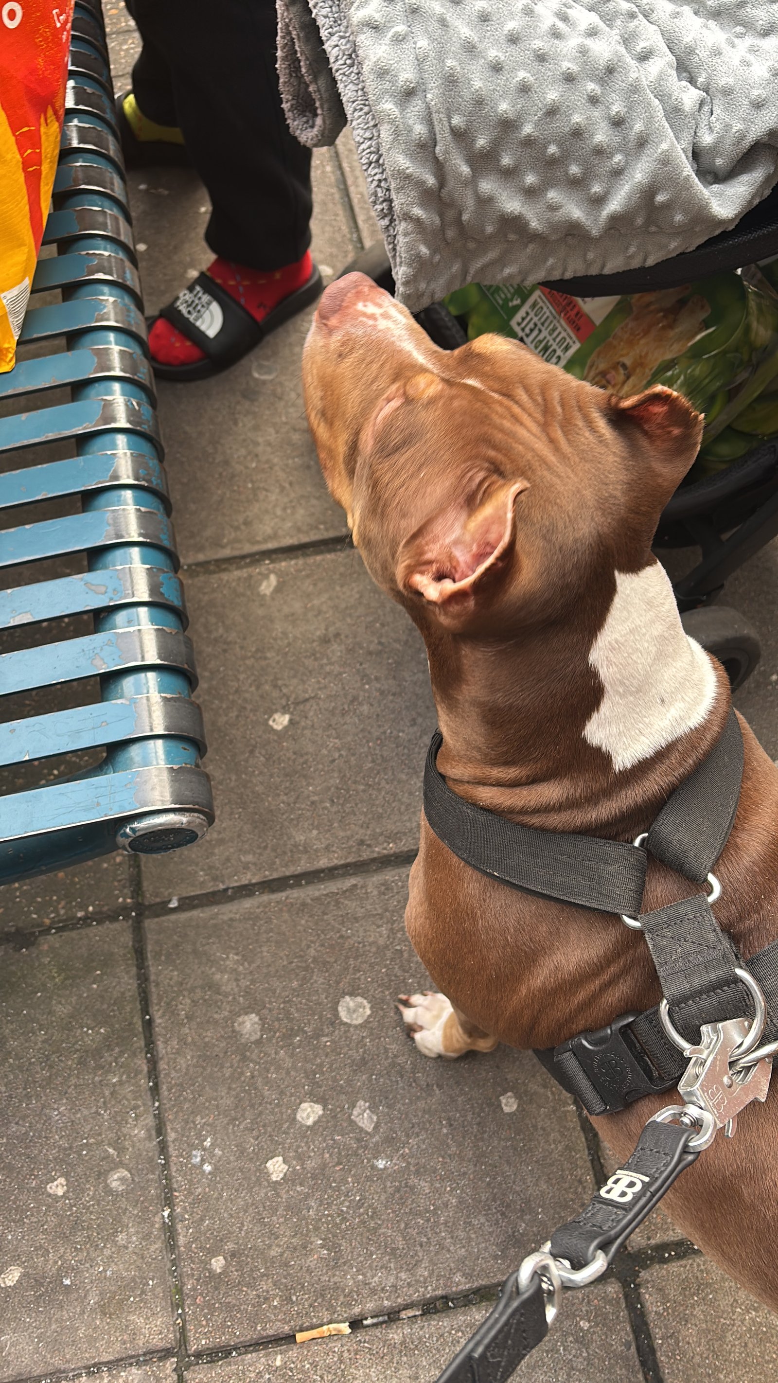 Roxy 4 Year Old Friendly Family Dog