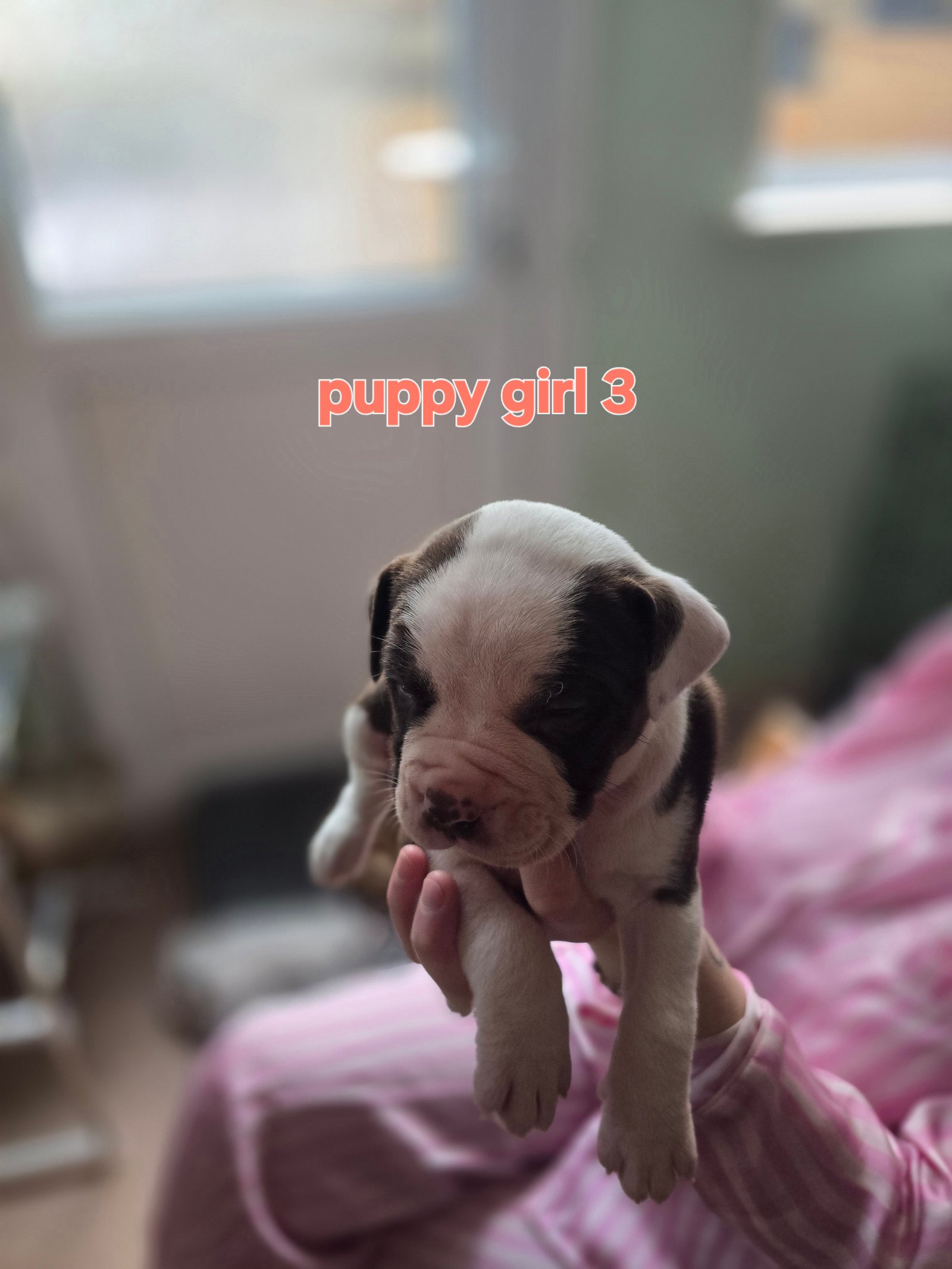 Standard American Bully