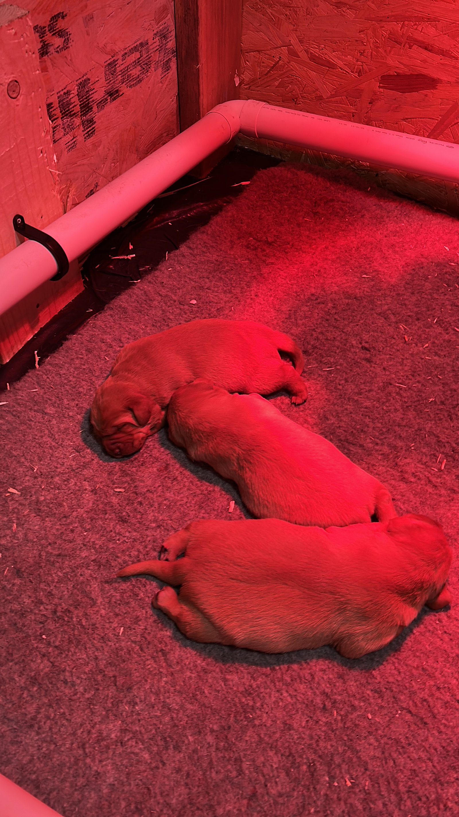 Red Labrador Puppies