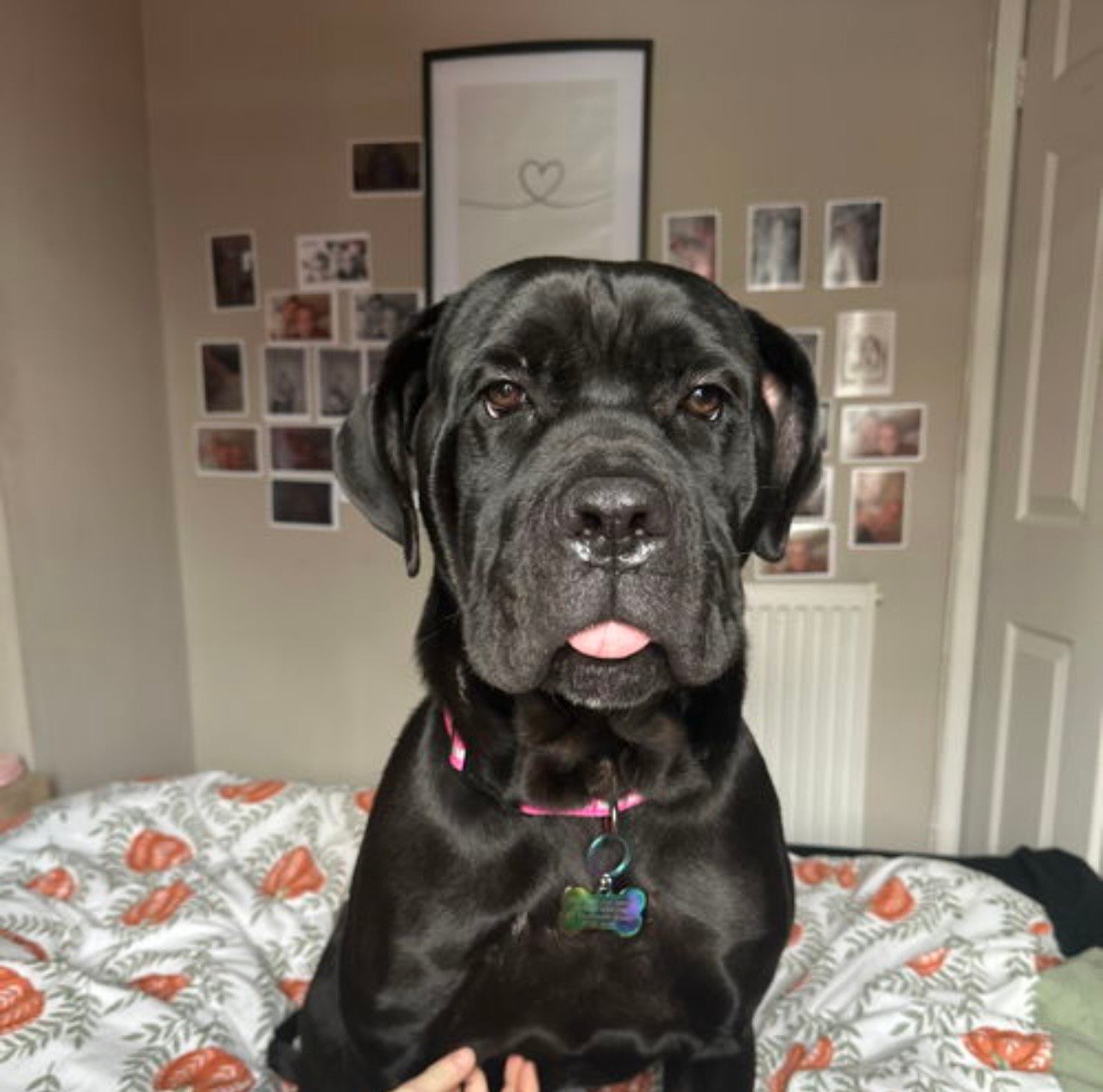 1 Year Old Pedigree Cane Corso Looking for a Loving Home
