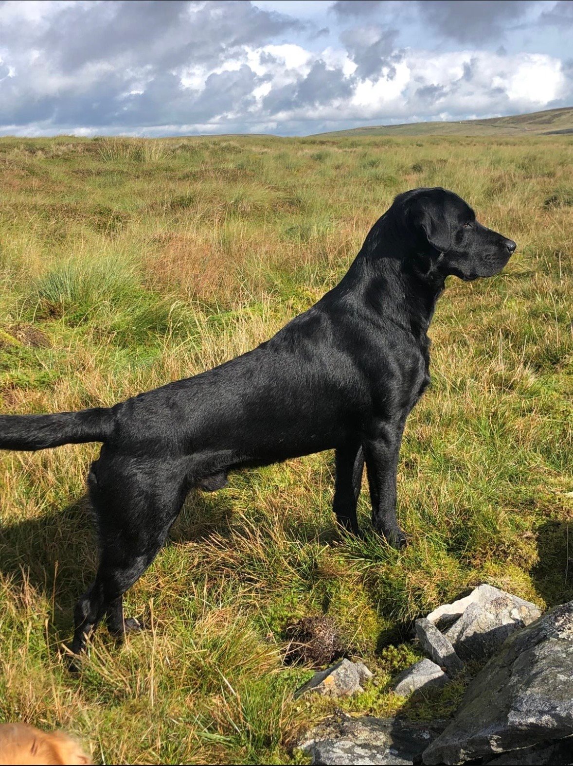 Gorgeous Labrador Puppies For Sale