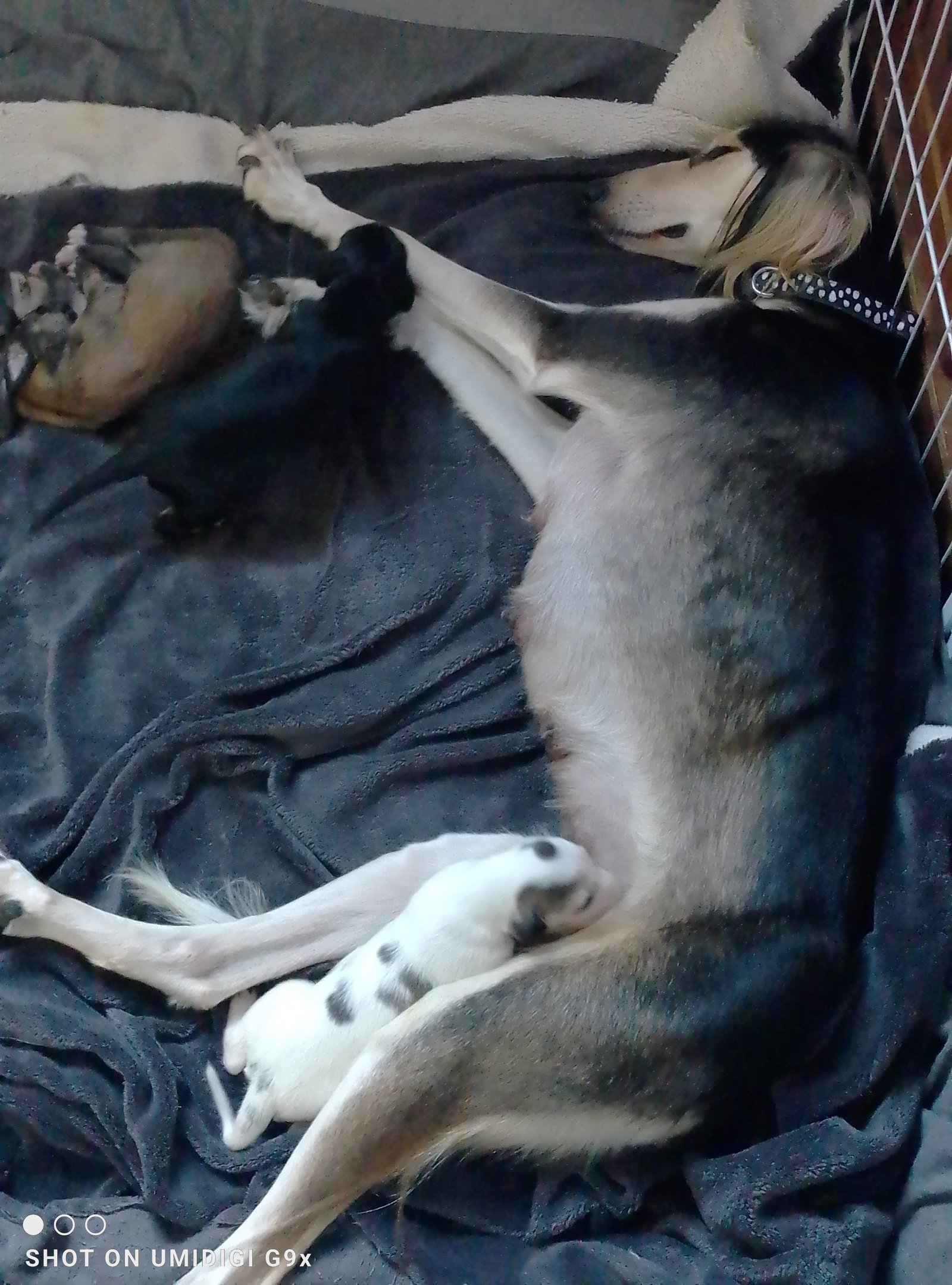 Beautiful Saluki Puppies  One Off Litter