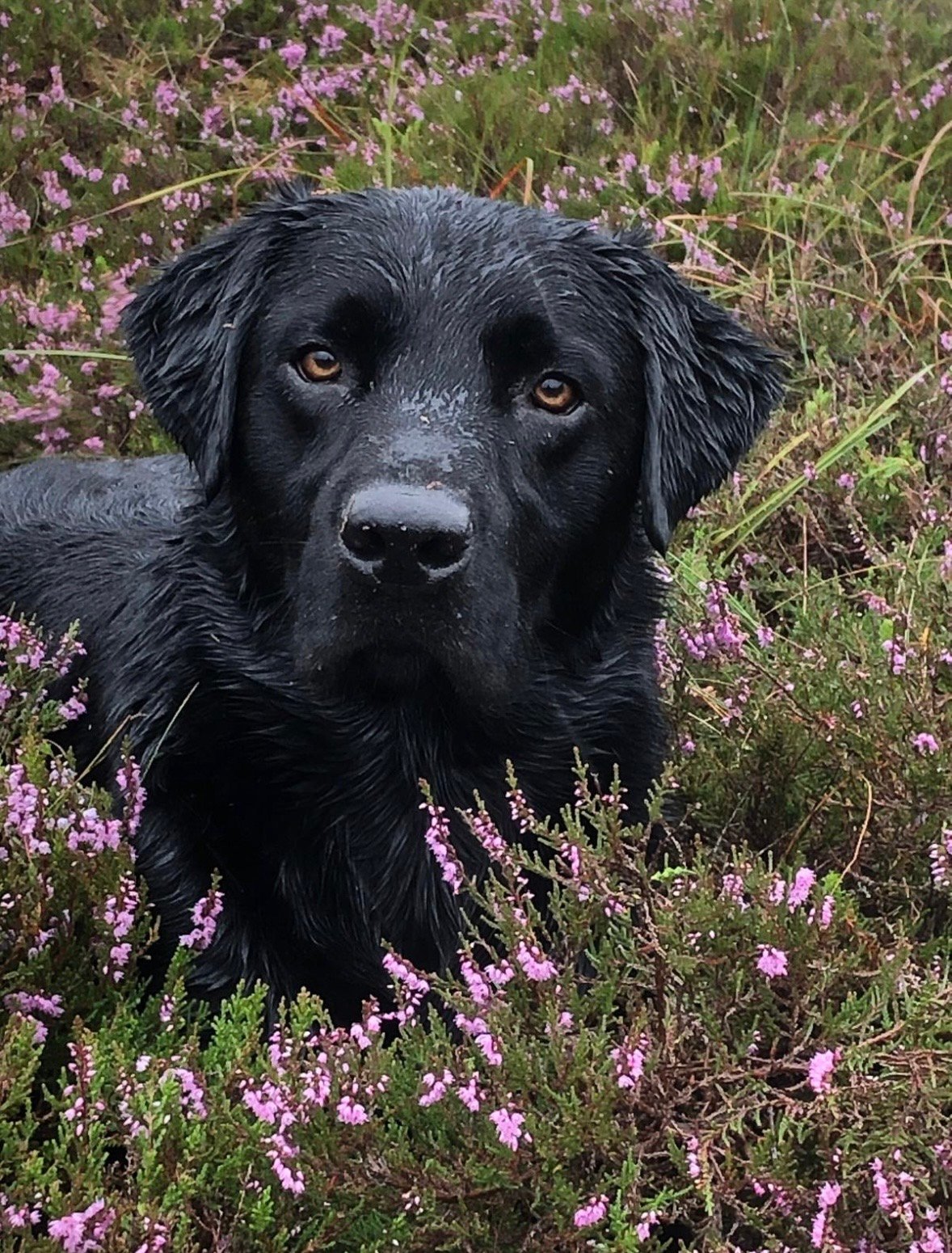 Gorgeous Labrador Puppies For Sale