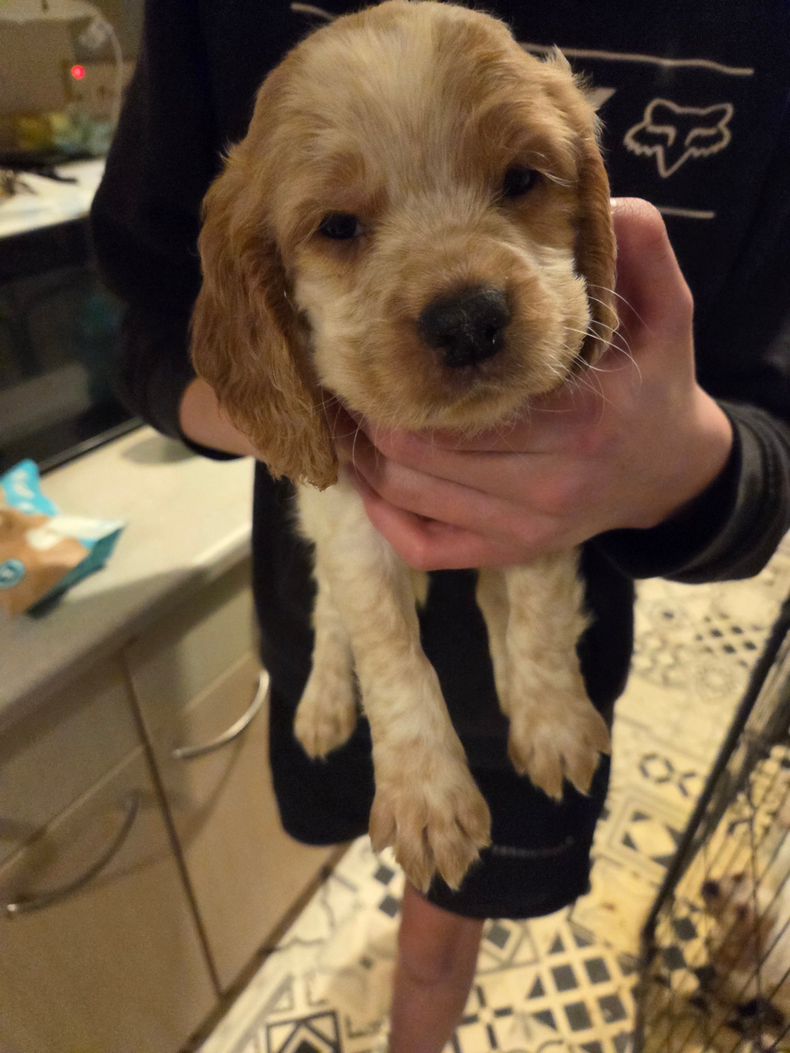 Beautiful Cocker Spaniel Puppies