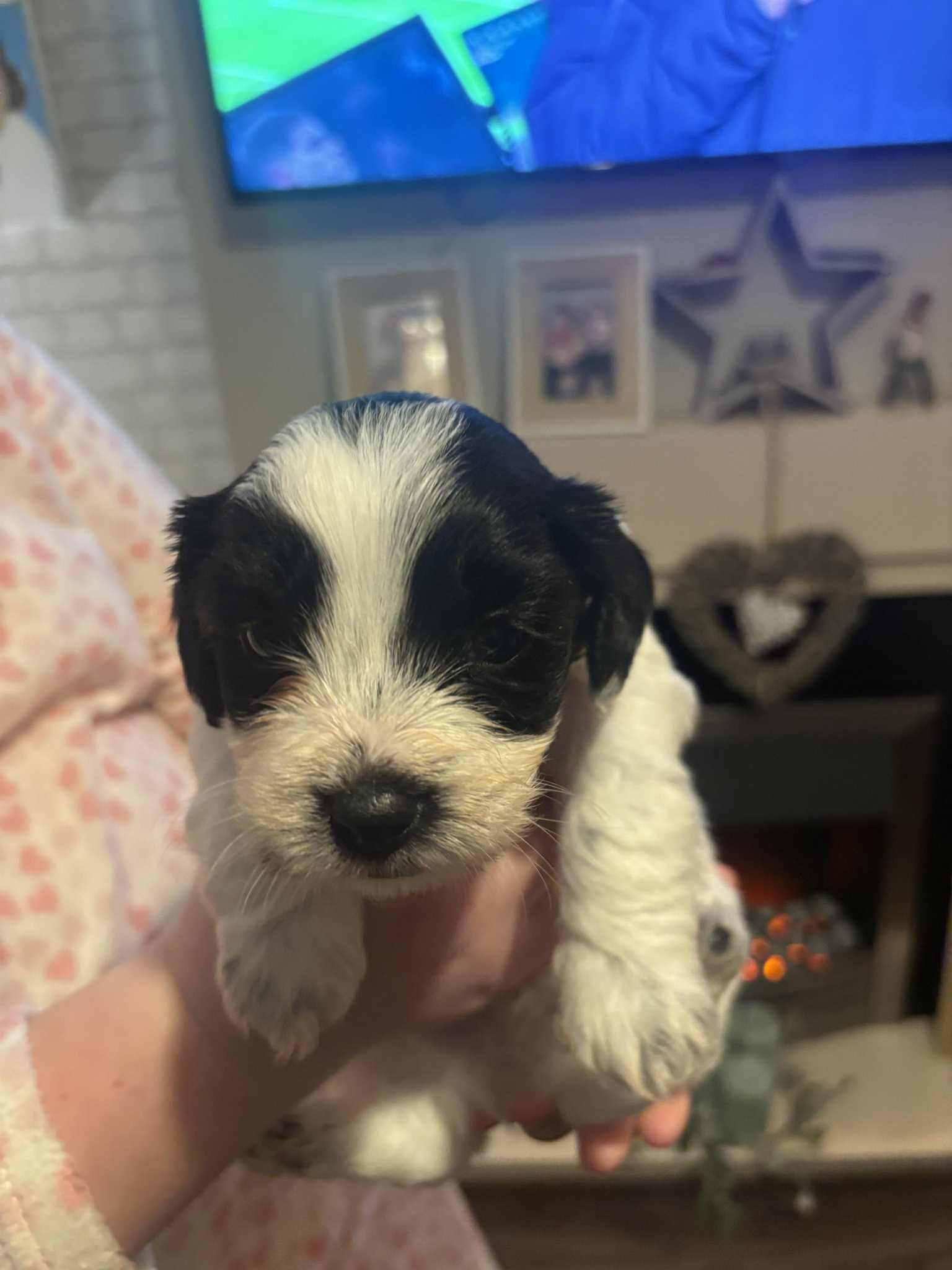 Cavachon x Sprollie Puppies – Intelligent, Active & Family Raised