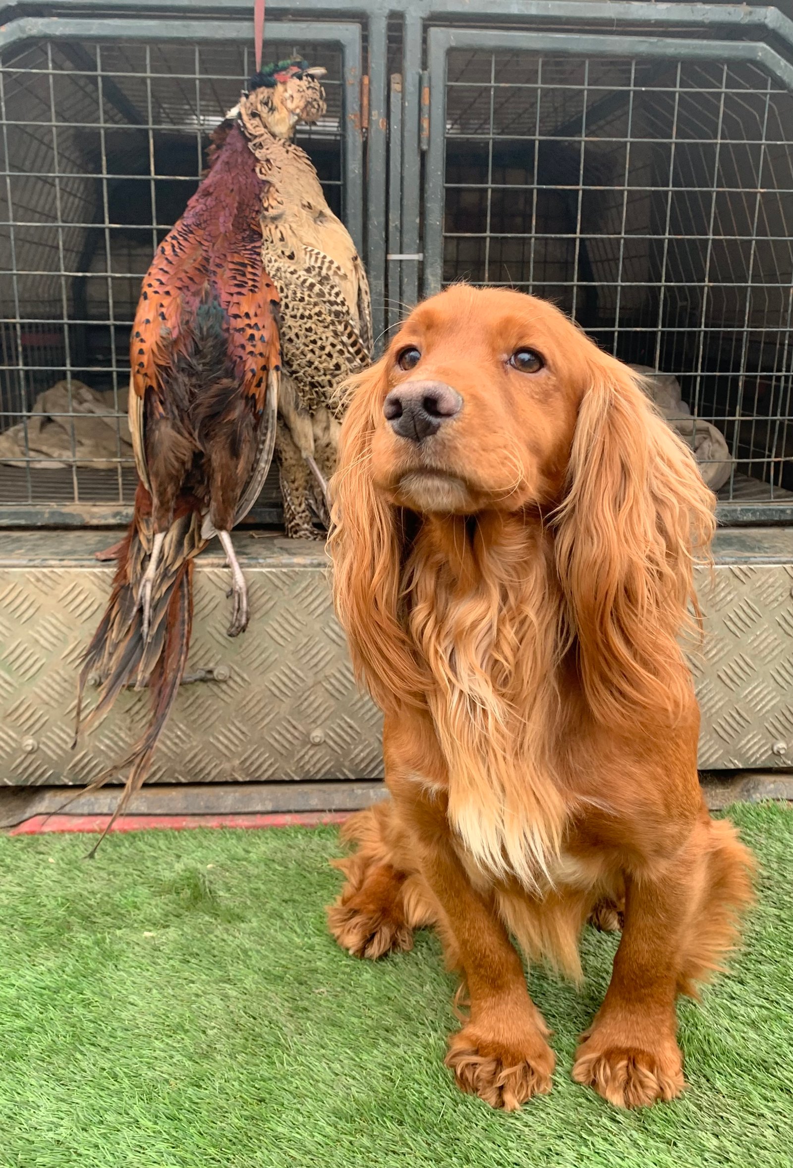 Fox Red Cocker Spaniel At Stud