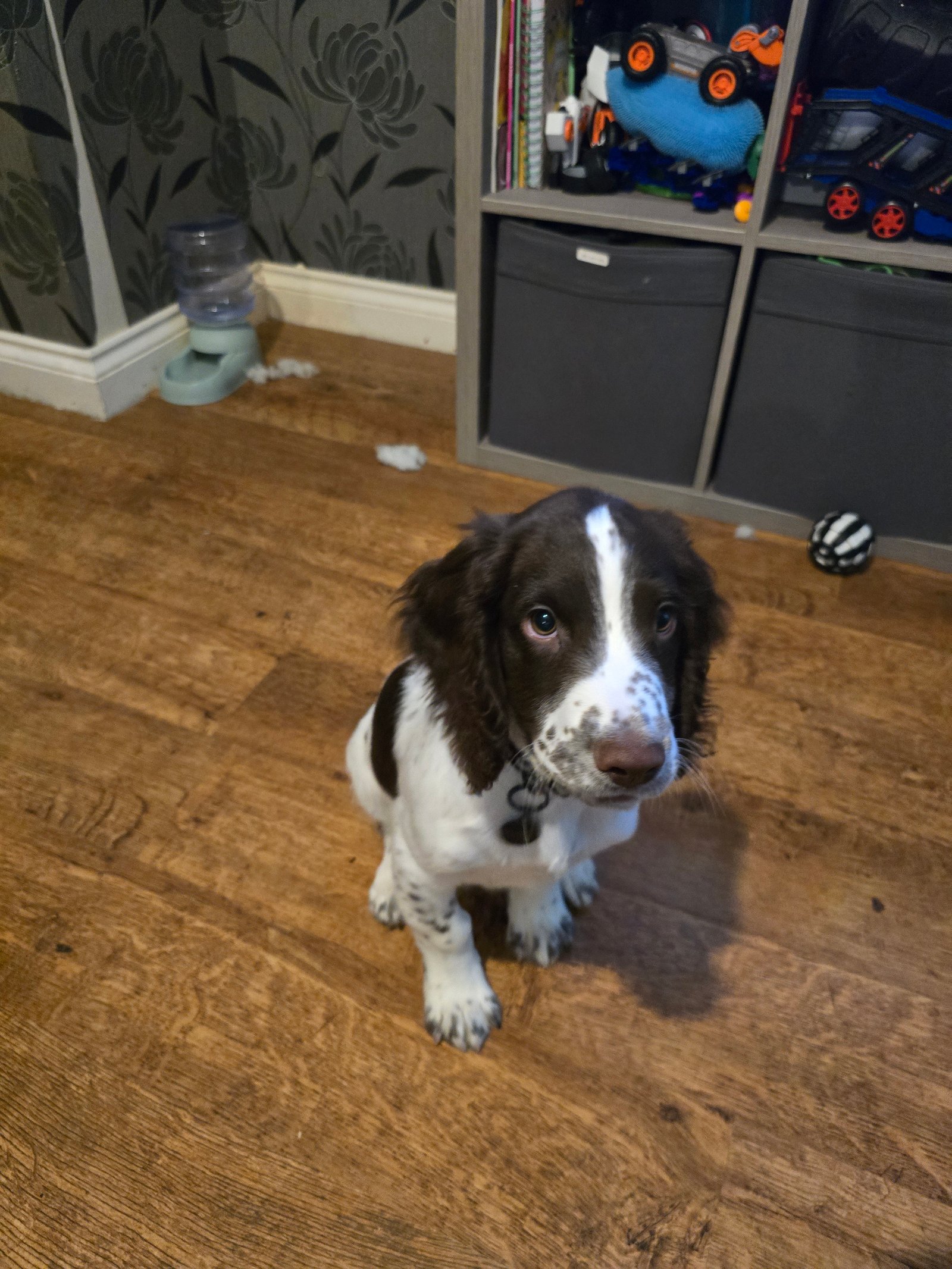 13 Week Old Male Sprocker Puppy