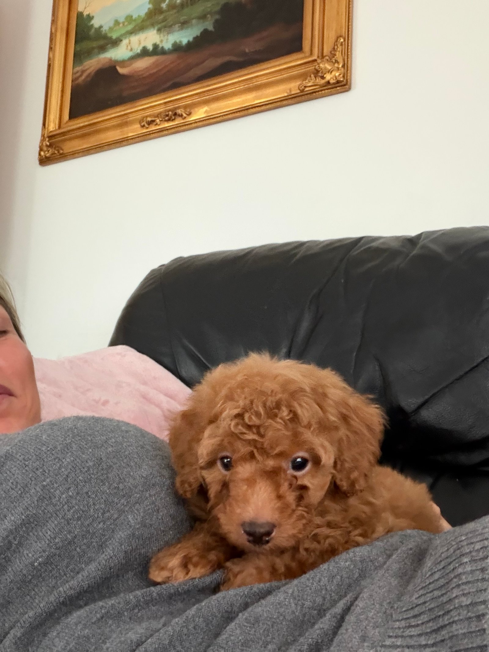 Adorable 10 Week Old Cavapoo Puppy Looking for Loving Home