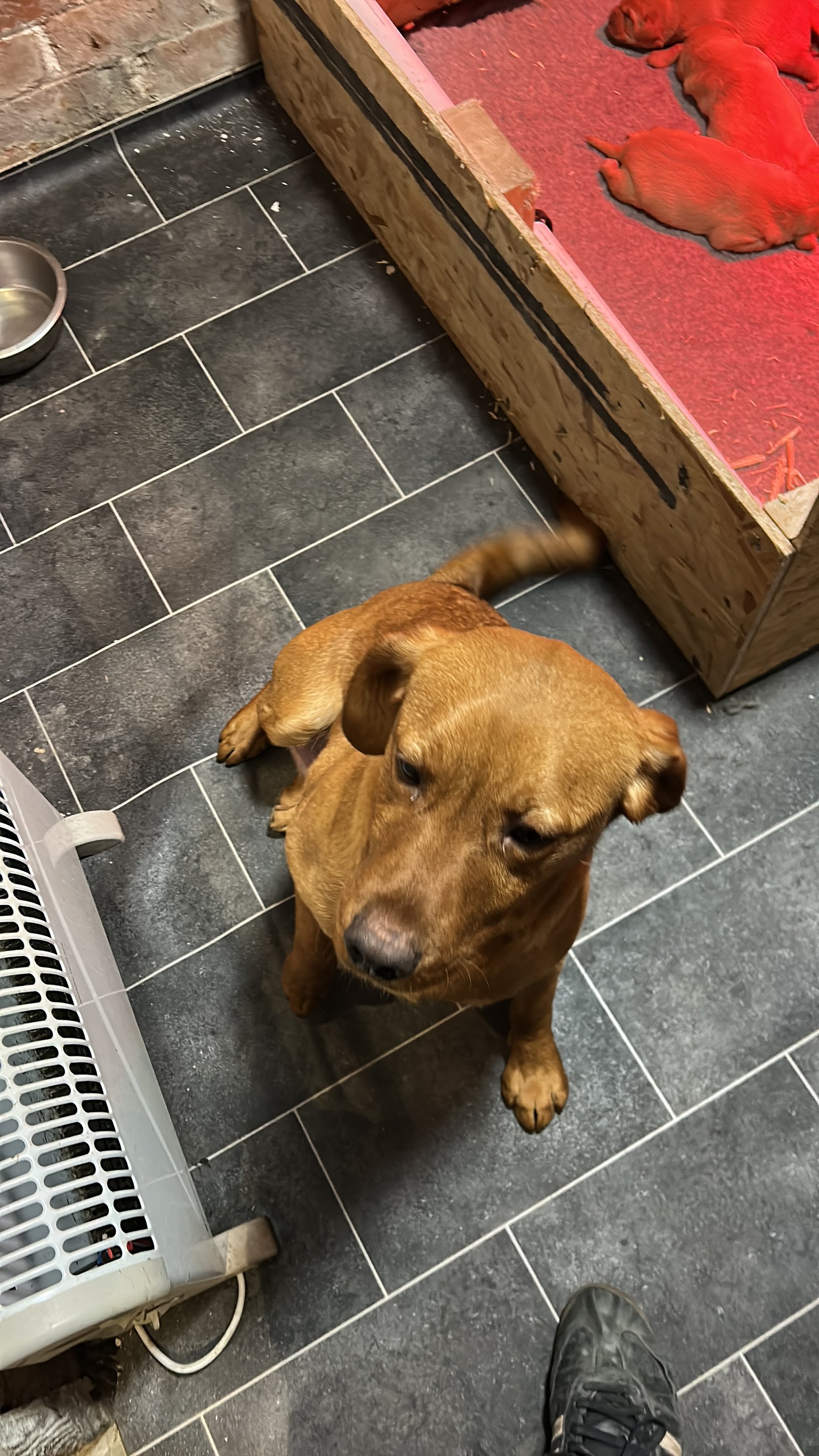 Red Labrador Puppies