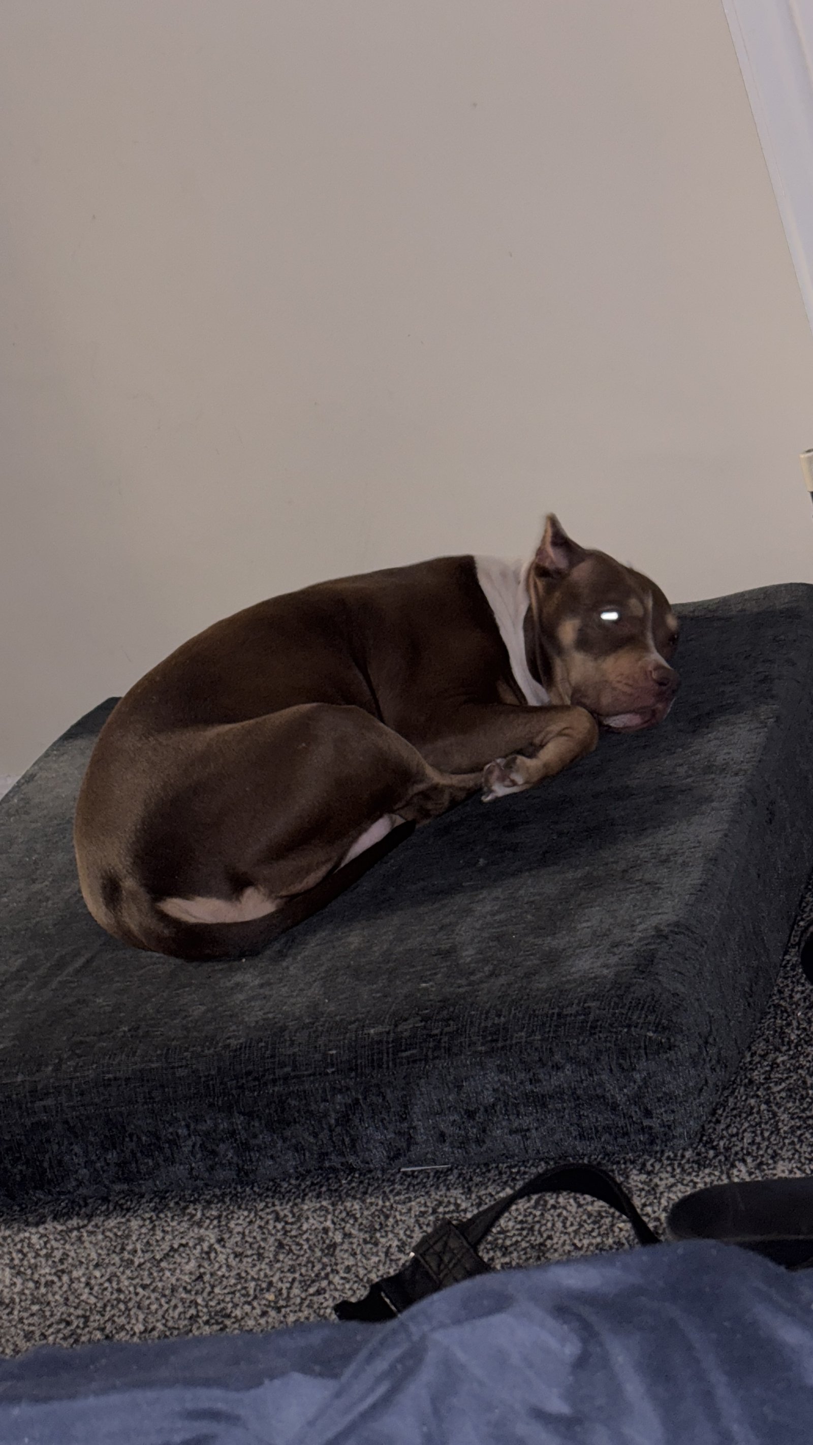 Roxy 4 Year Old Friendly Family Dog