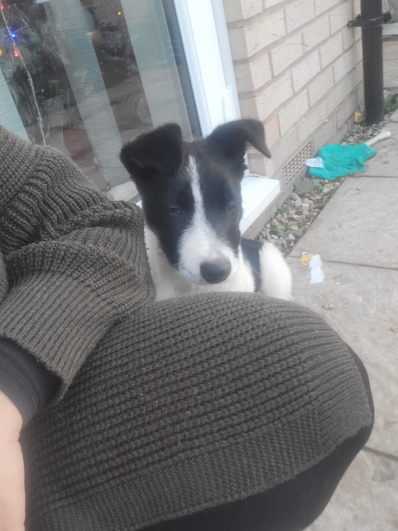 Border Collie Puppy for Adoption Intelligent Fast Learner Loving Dog