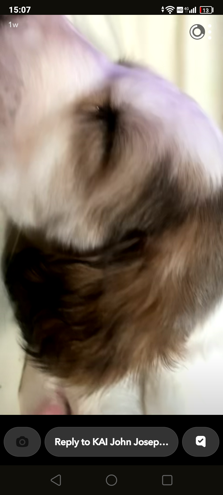 Beautiful Saluki Puppies  One Off Litter