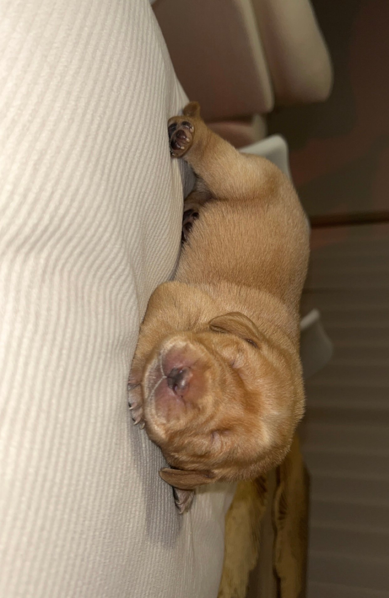 Gorgeous Labrador Puppies For Sale