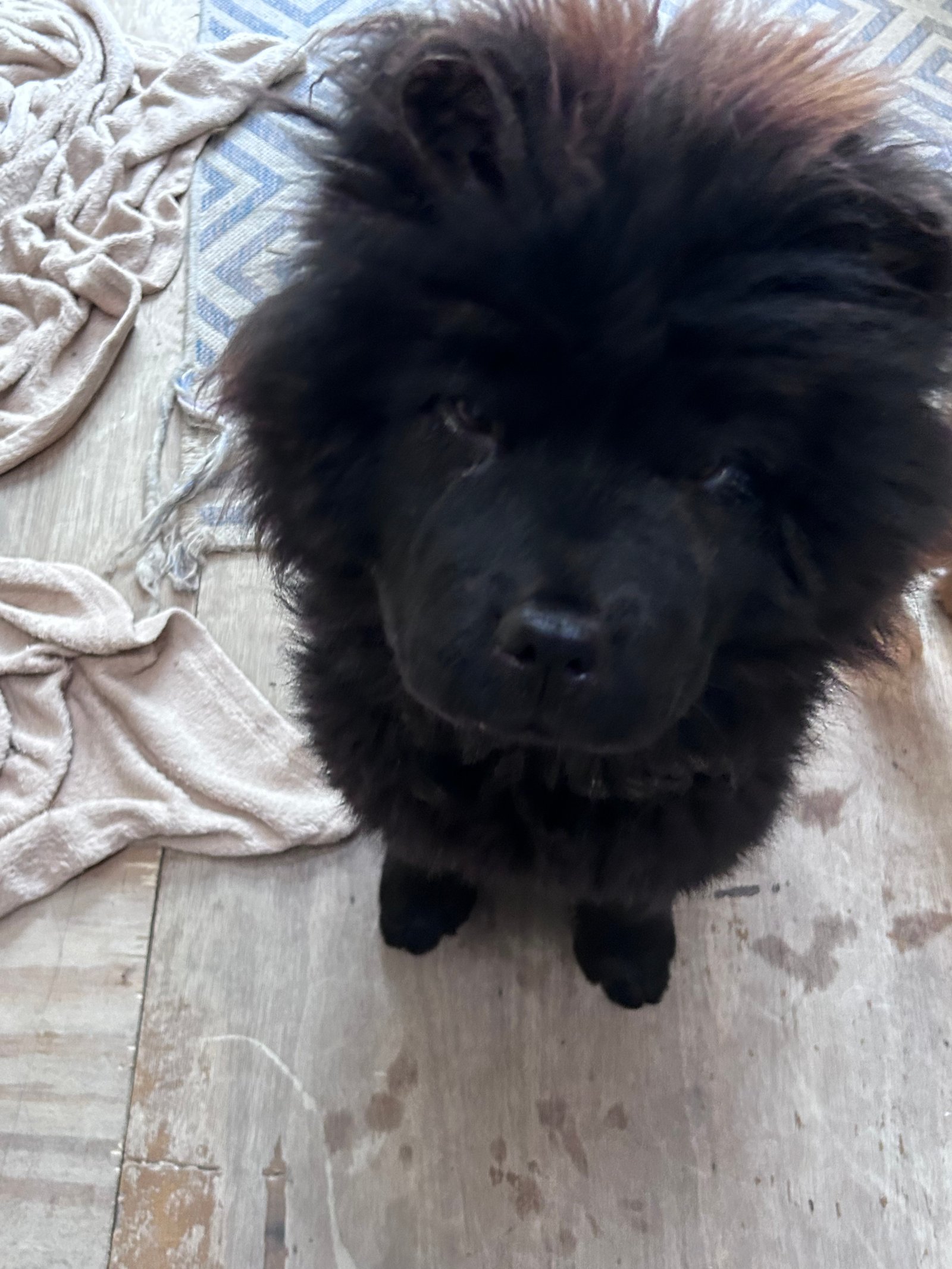 Really Fluffy Chow Chow