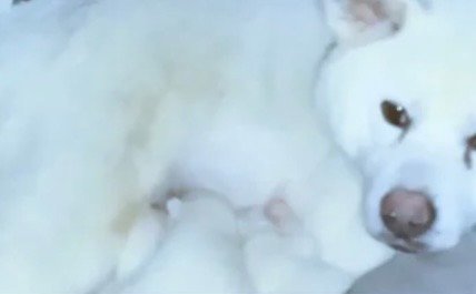 Japanese Akita Inu Puppies