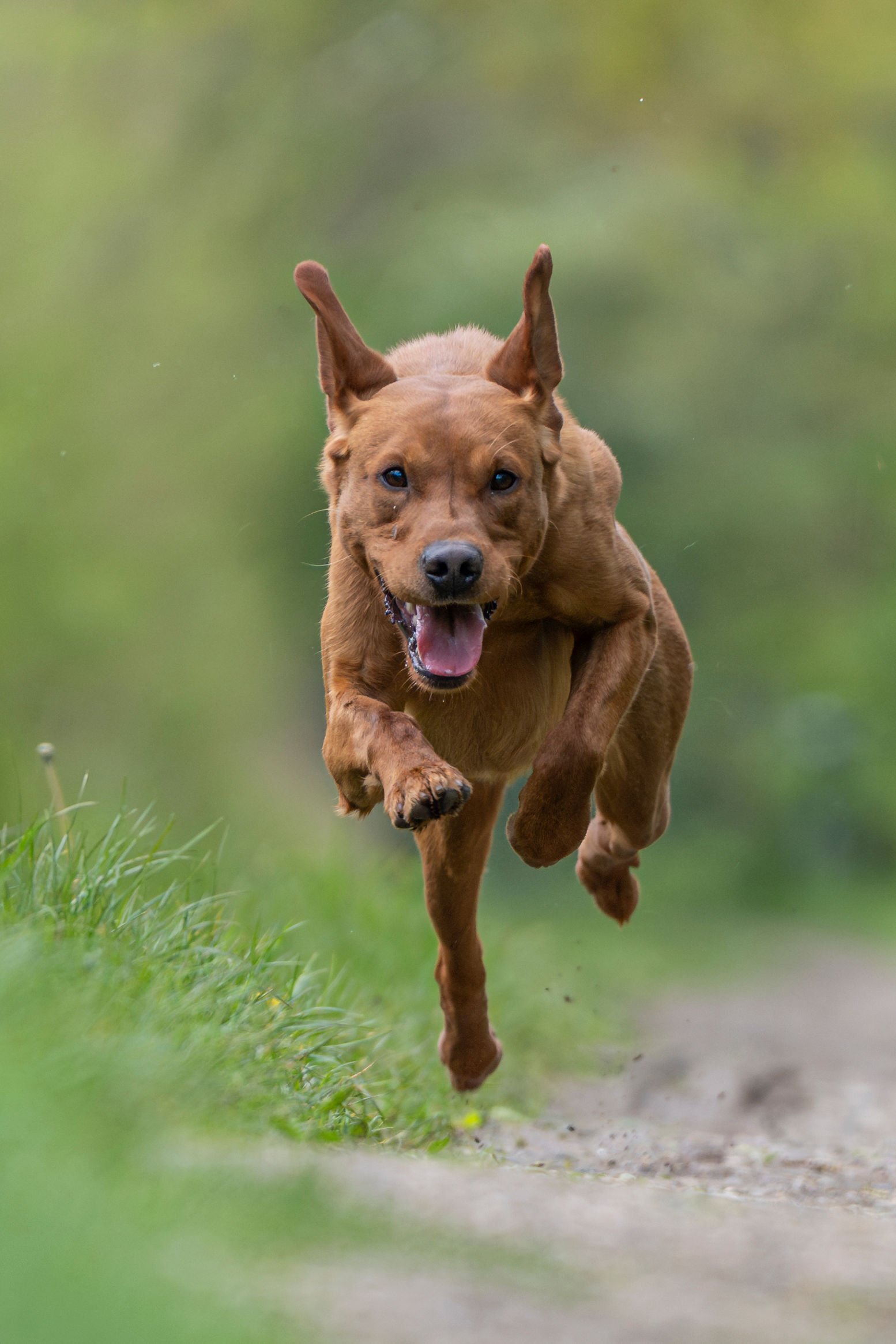 Drago a KC Registered Fox Red Labrador at Stud