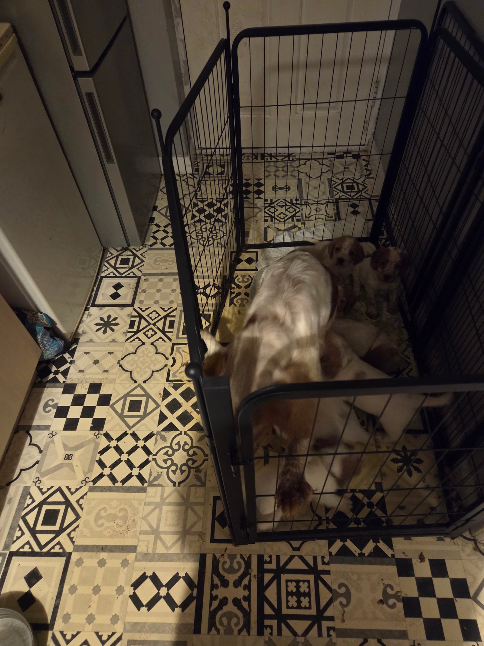 Beautiful Cocker Spaniel Puppies