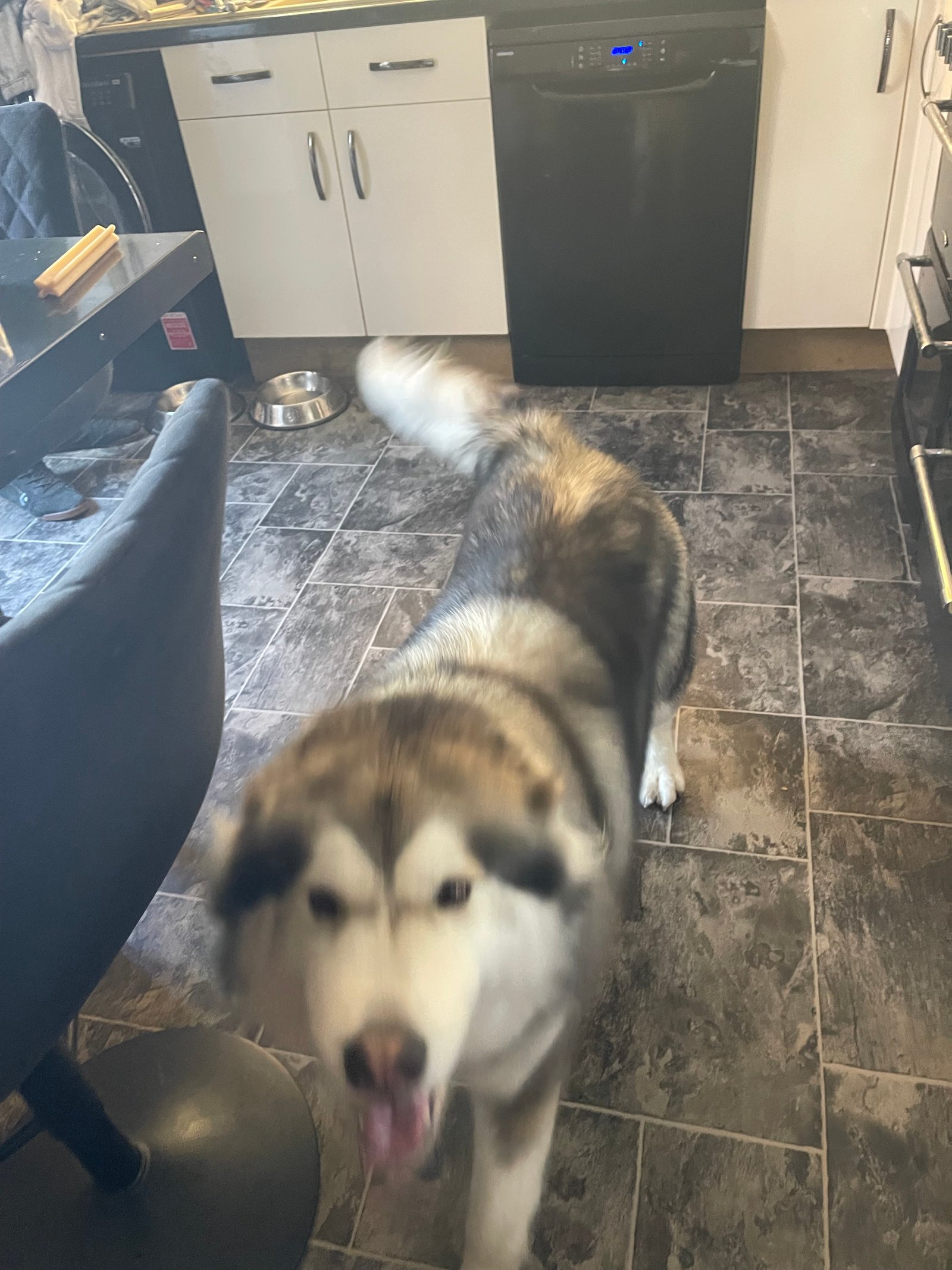 Siberian Husky Female 2 Years Old Great With Children