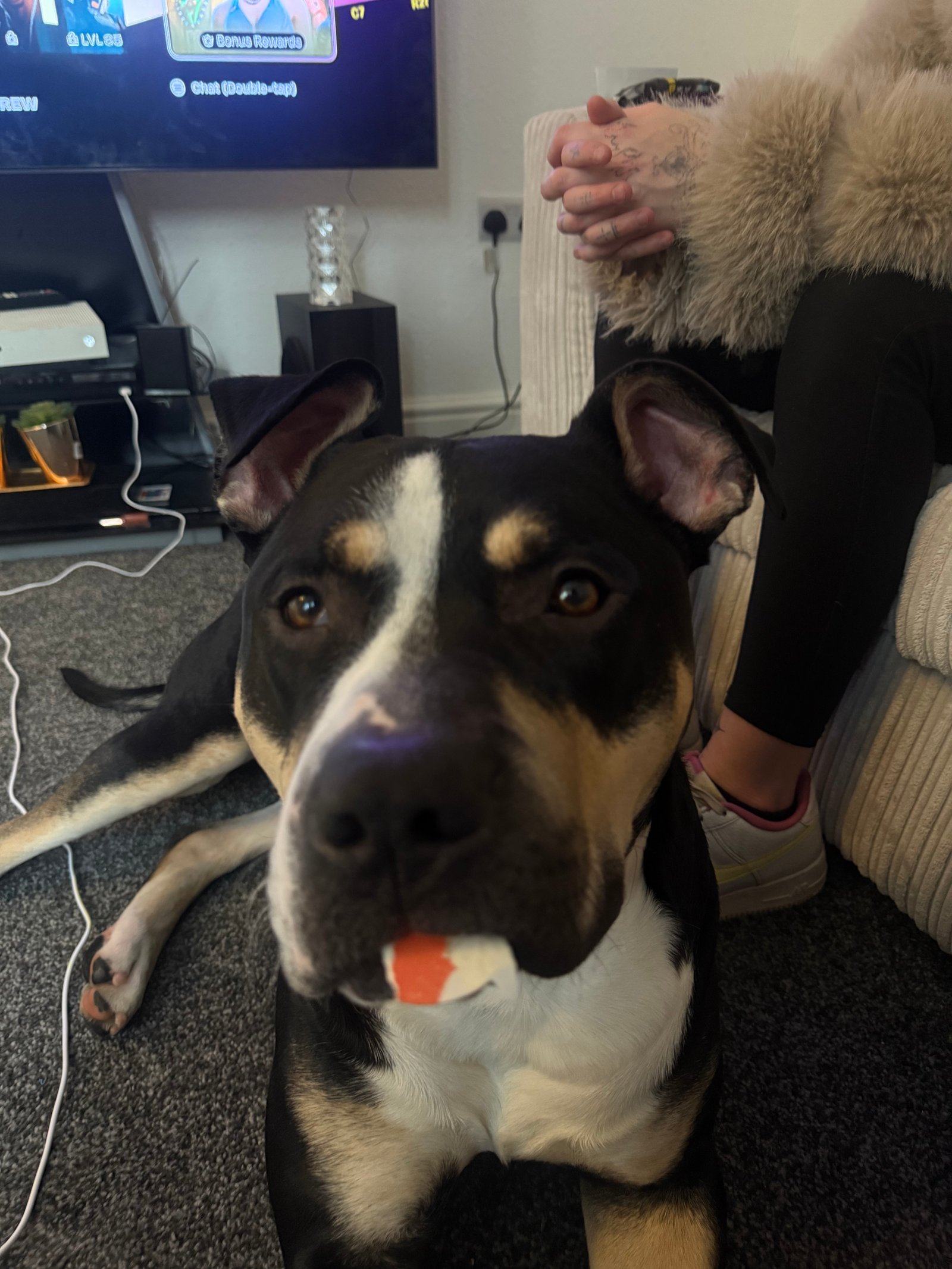 Young Bullmastiff Staffy Cross Looking for a Loving Home