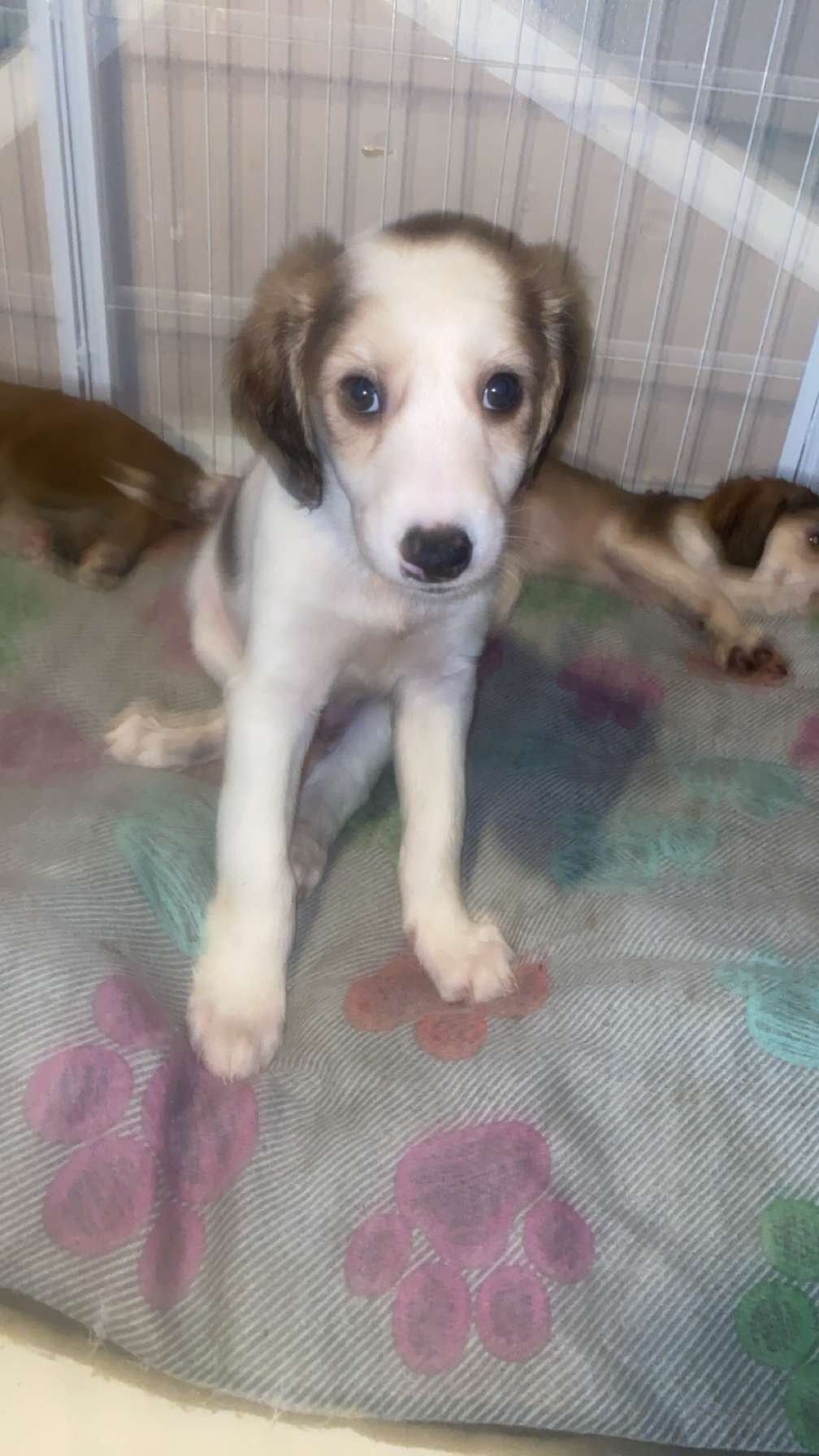Beautiful Saluki Puppies  One Off Litter